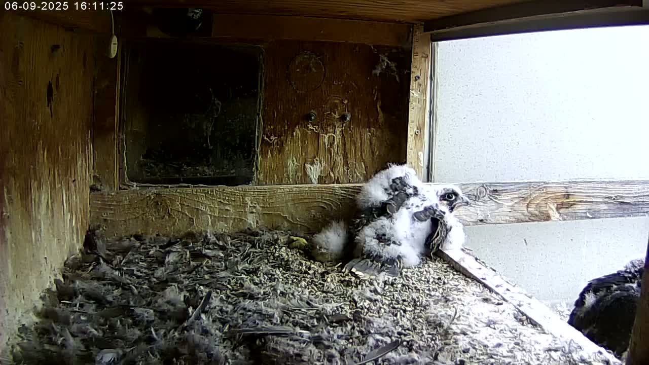 Manhester, NH, Falcon Life Live Cam - Manchester, Hillsborough, New Hampshire, USA