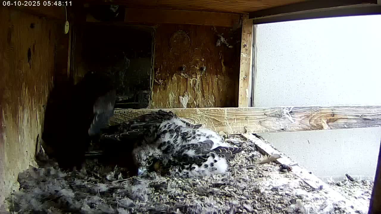 A falcon chick rests on a bed of nesting material inside a wooden box with a window showing a light-grey exterior wall.