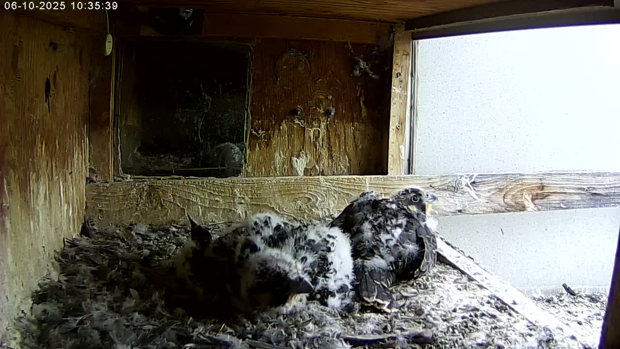 Two dark-feathered young birds huddle together in a wooden nest near a window with a bright, overcast sky visible outside.