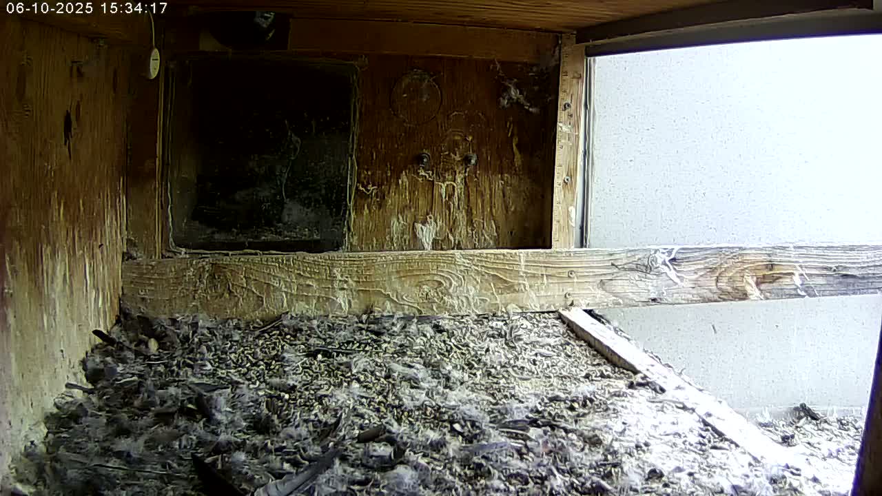Manhester, NH, Falcon Life Live Cam - Manchester, Hillsborough, New Hampshire, USA