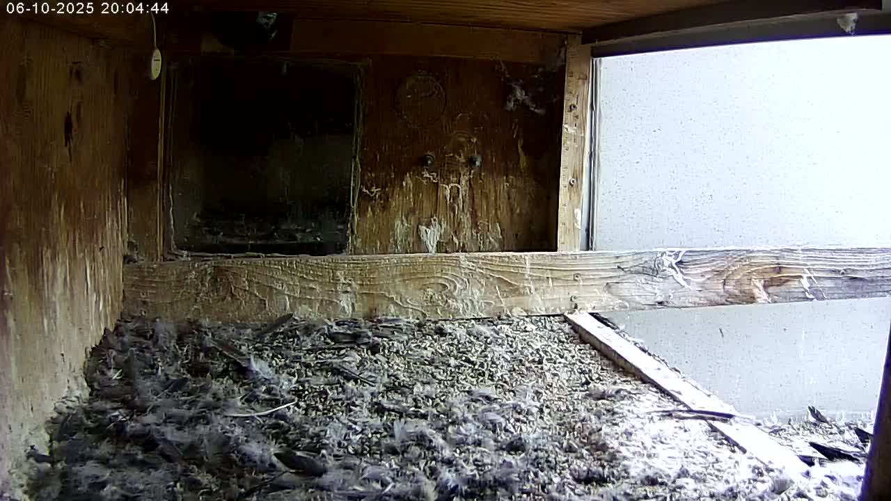 Manhester, NH, Falcon Life Live Cam - Manchester, Hillsborough, New Hampshire, USA