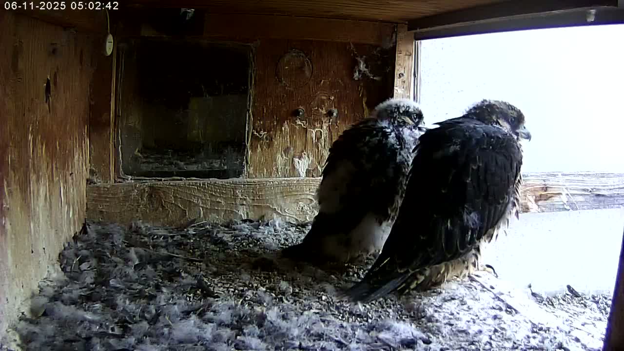 Two young falcons sit on a bed of feathers and debris inside a wooden box with a window showing an overcast sky.