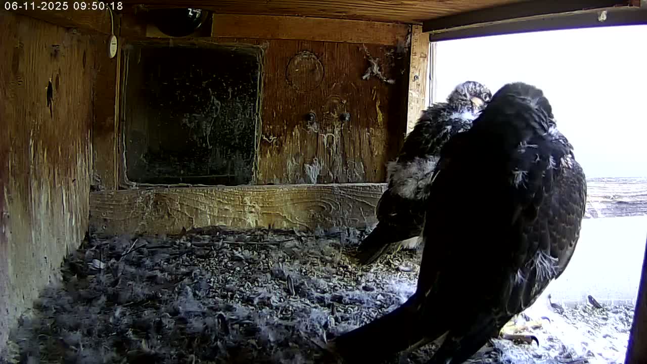 Two dark-colored birds are perched on a bed of feathers and debris inside a wooden box with a window showing a bright, possibly sunny, outdoor scene.