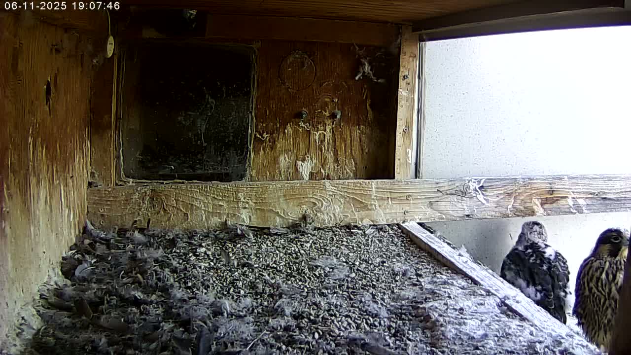 Manhester, NH, Falcon Life Live Cam - Manchester, Hillsborough, New Hampshire, USA