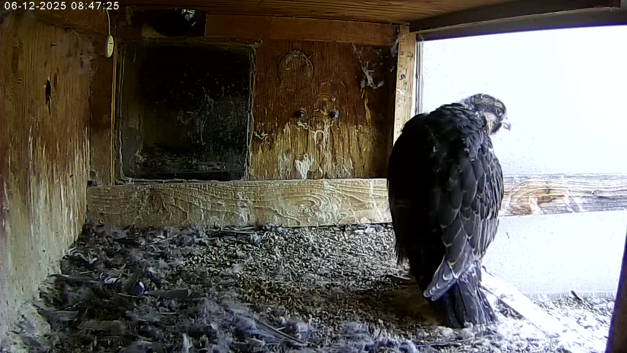 A dark-colored bird of prey sits inside a wooden box with a view of an overcast sky outside.