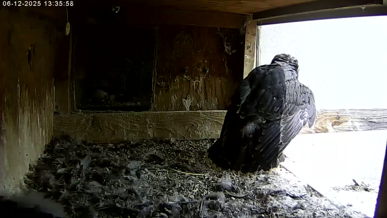 A dark-colored bird sits inside a wooden box with a view of a bright, possibly overcast, outdoors.