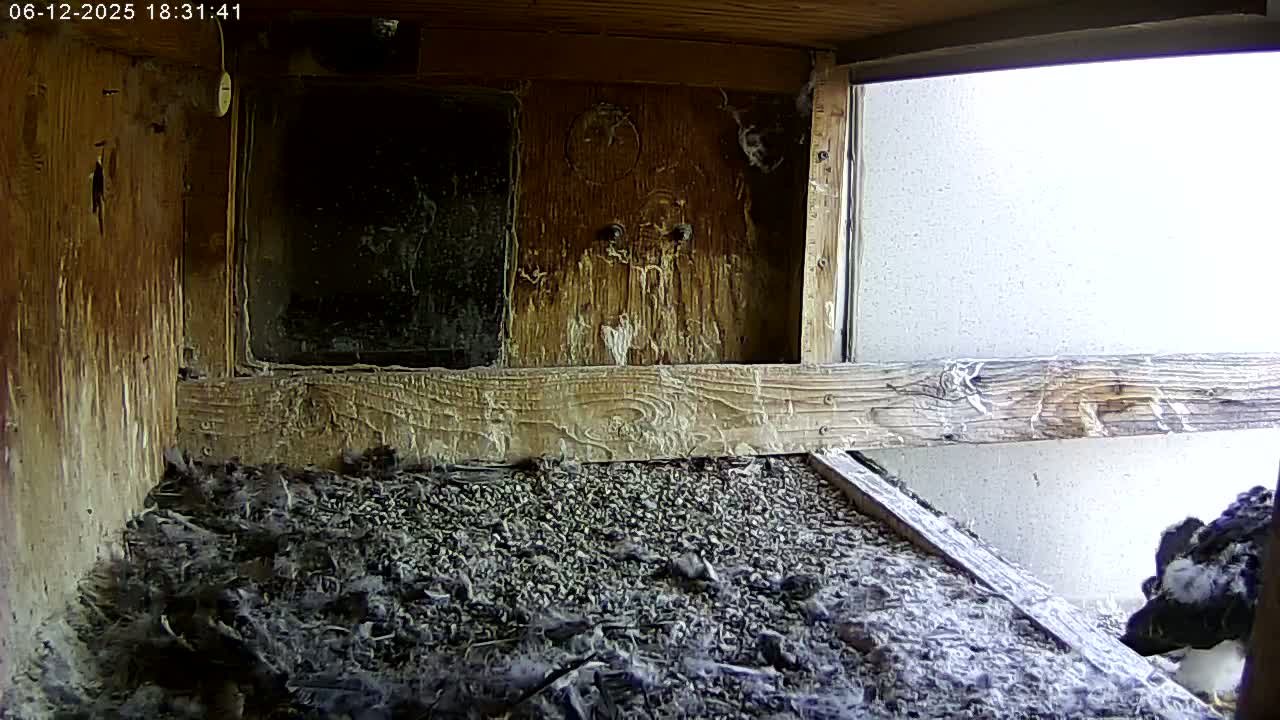 Manhester, NH, Falcon Life Live Cam - Manchester, Hillsborough, New Hampshire, USA