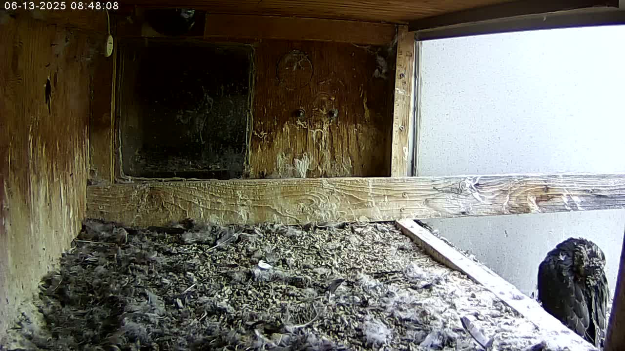 A dark-colored bird sits in a wooden box filled with debris, next to a window showing a bright, overcast sky.