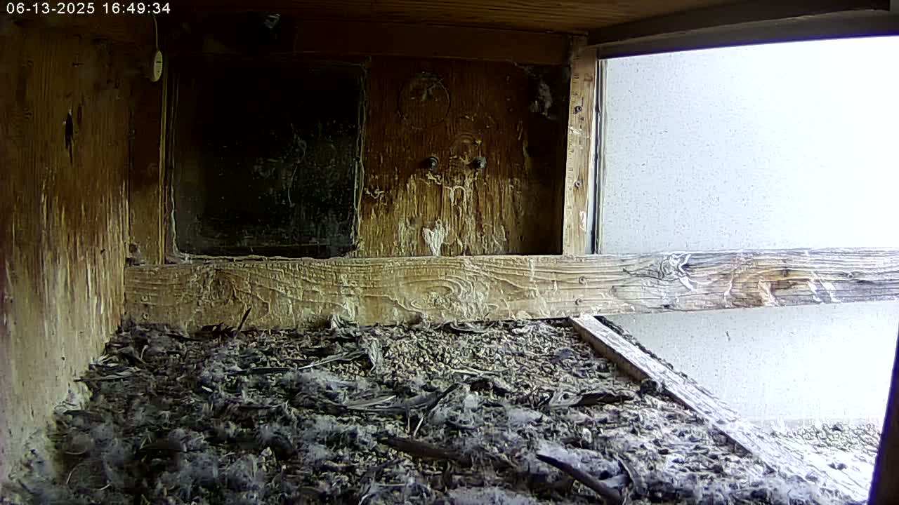 The interior of a weathered wooden birdhouse shows a floor covered in dark debris and feathers, with a bright, overcast sky visible through a small window.