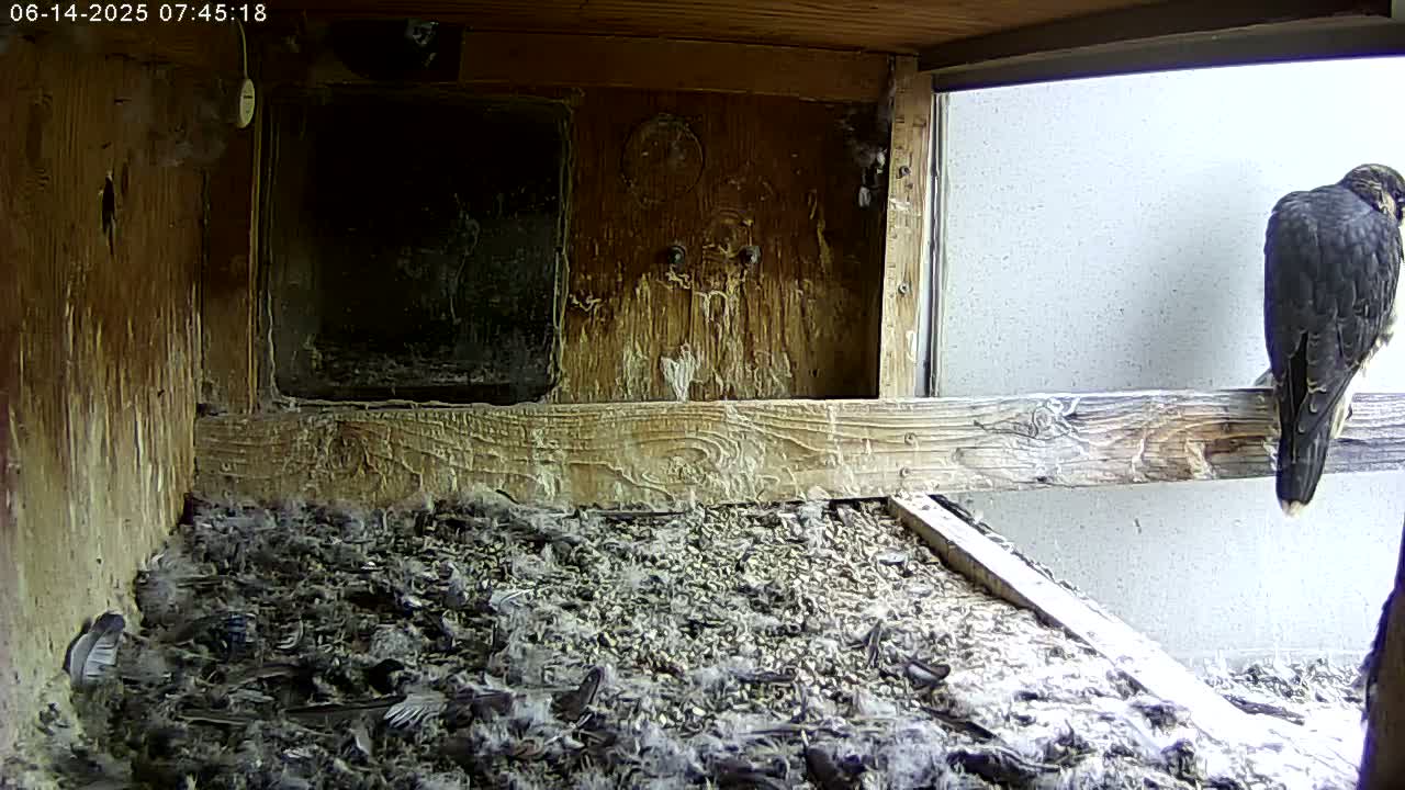 A dark-colored bird perches on a wooden beam inside a weathered wooden structure filled with debris and feathers.