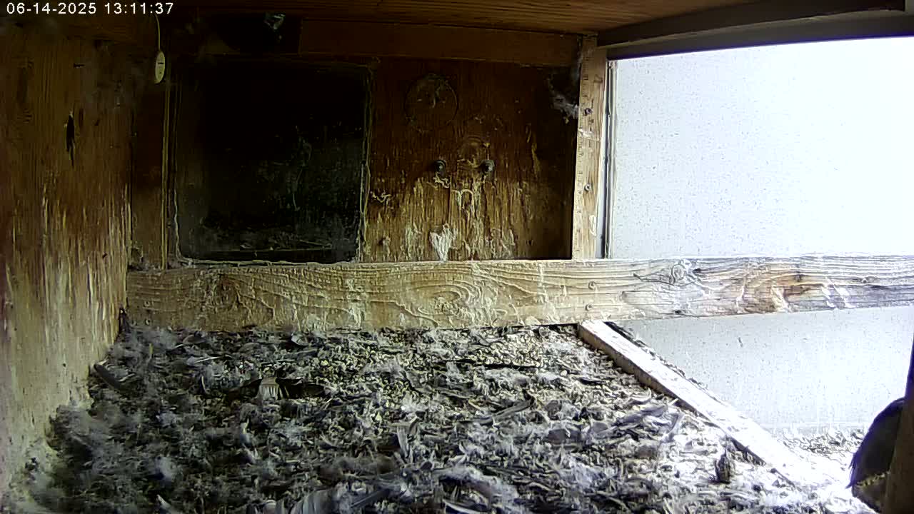 A wooden birdhouse interior shows a floor covered in dark debris and feathers, with a bright exterior wall visible through an open window.