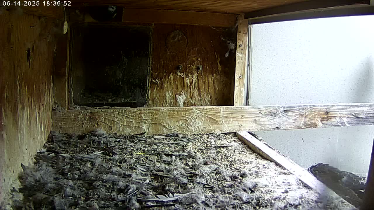 A wooden birdhouse interior shows a floor covered in dark debris and feathers, with a bright exterior wall visible through an open window.
