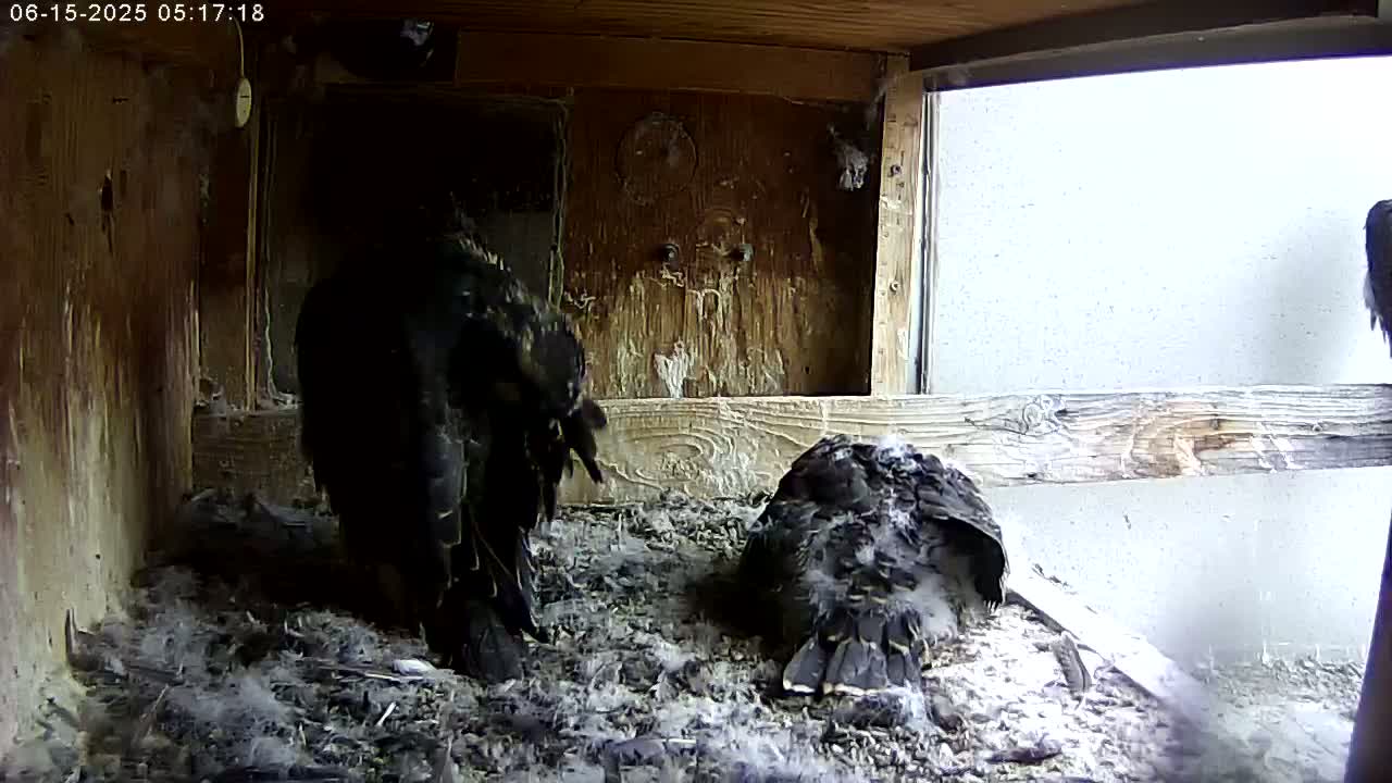 Two dark-colored birds are perched in a wooden nesting box with a bright, overcast sky visible through a window.