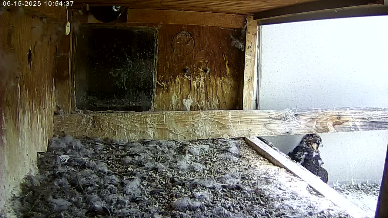 A dark-colored bird sits in a wooden box filled with wood shavings and downy feathers.