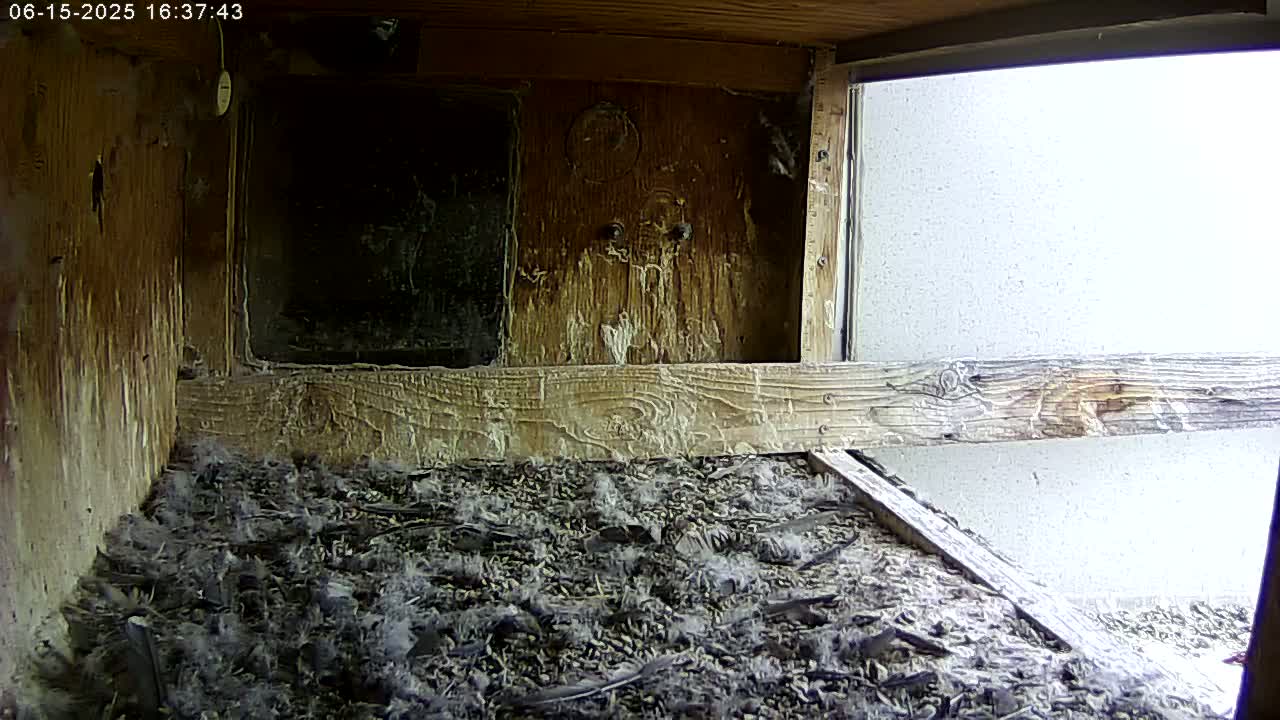 Manhester, NH, Falcon Life Live Cam - Manchester, Hillsborough, New Hampshire, USA