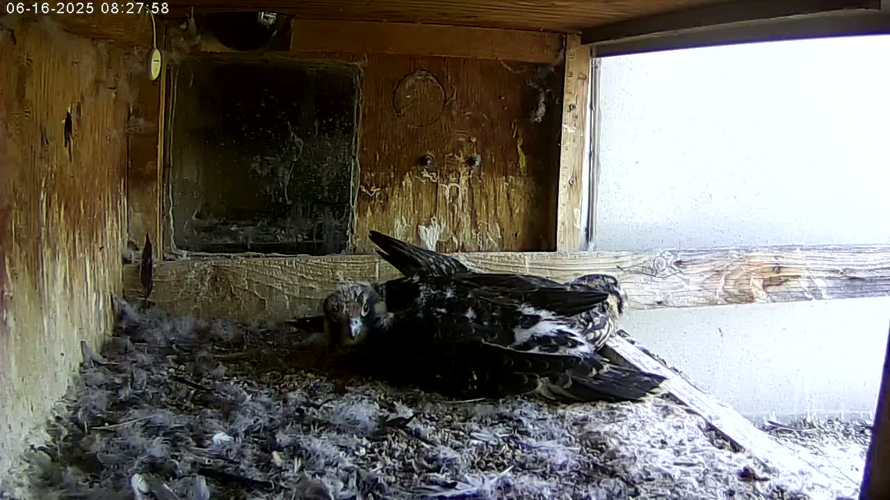 Two dark-colored birds rest together on a bed of nesting material inside a wooden box with a window showing a bright, overcast exterior.