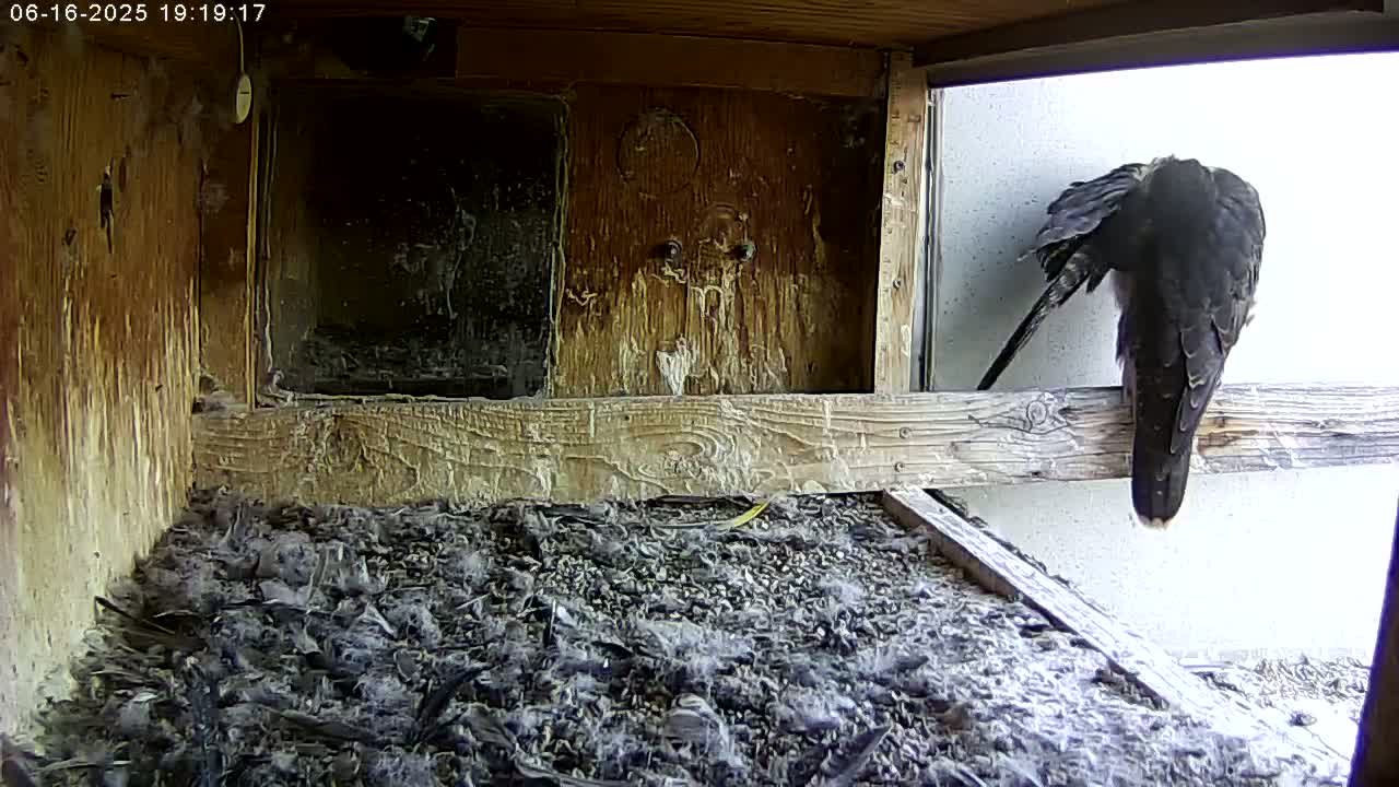 Manhester, NH, Falcon Life Live Cam - Manchester, Hillsborough, New Hampshire, USA