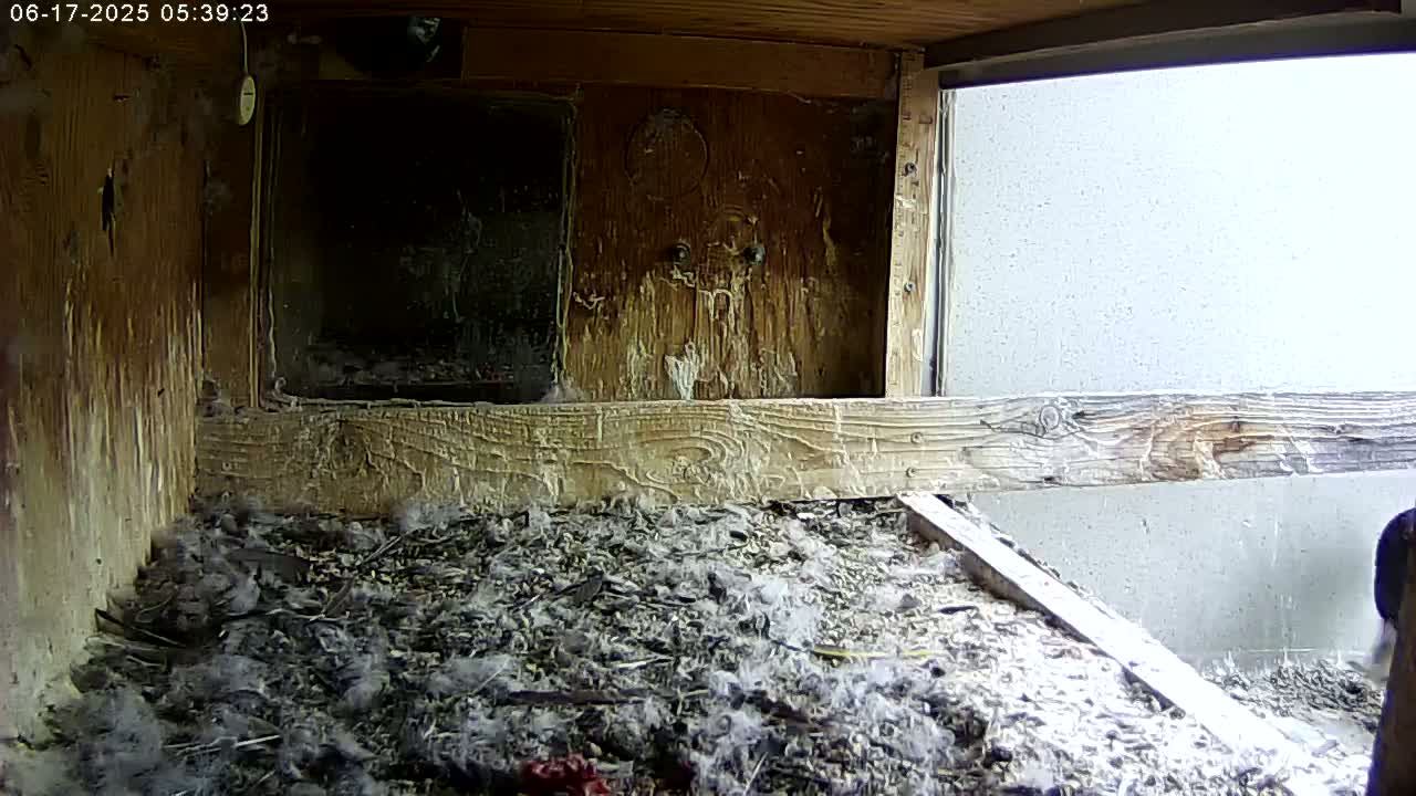 The interior of a birdhouse or nesting box shows a floor covered in debris, feathers, and a small amount of what appears to be nesting material; a portion of a grey exterior wall is visible through a window in the structure.