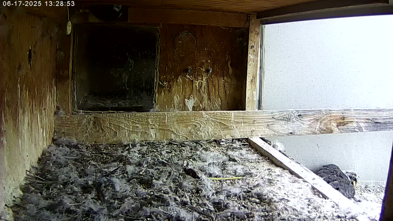 A bird sits on a bed of debris inside a wooden box with a window showing an overcast sky.
