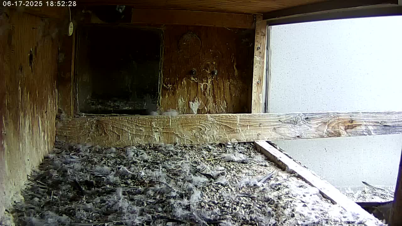 Manhester, NH, Falcon Life Live Cam - Manchester, Hillsborough, New Hampshire, USA