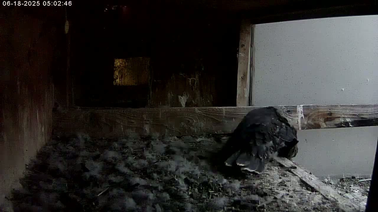 A dark-colored bird sits on a dirt floor inside a dark, wooden enclosure with a gray wall visible through an opening.
