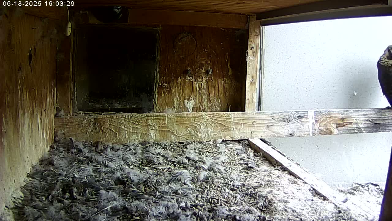 Manhester, NH, Falcon Life Live Cam - Manchester, Hillsborough, New Hampshire, USA