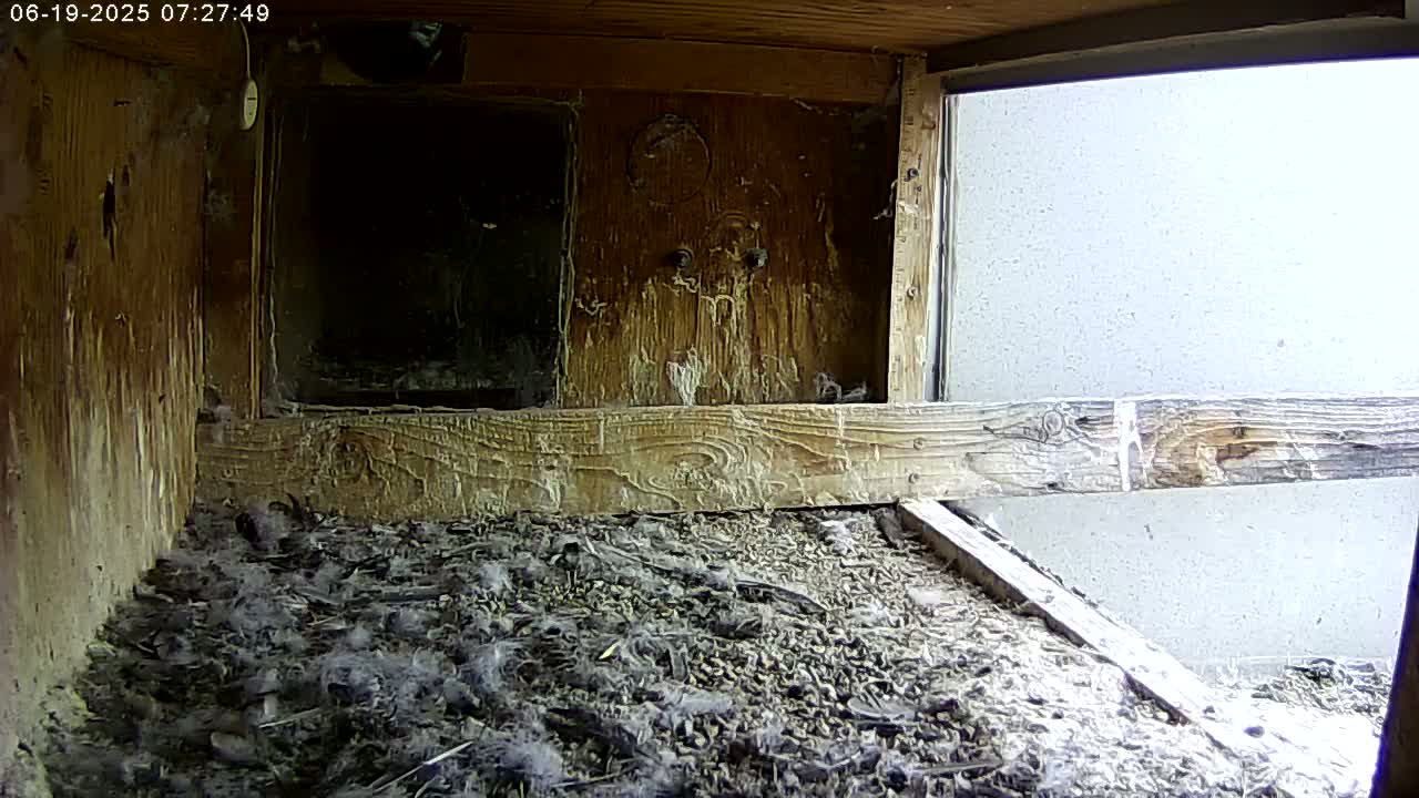 The interior of a wooden birdhouse or nesting box shows a floor covered in wood shavings, feathers, and debris, with a partially visible exterior wall through an opening.