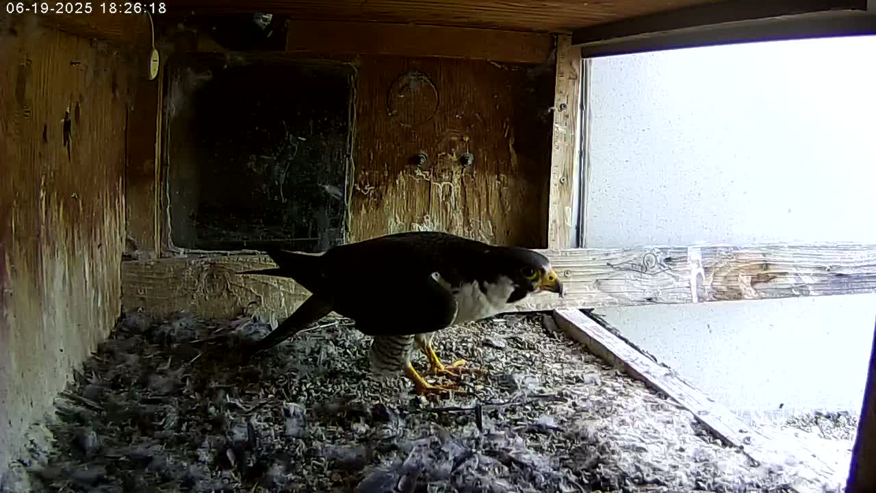Manhester, NH, Falcon Life Live Cam - Manchester, Hillsborough, New Hampshire, USA
