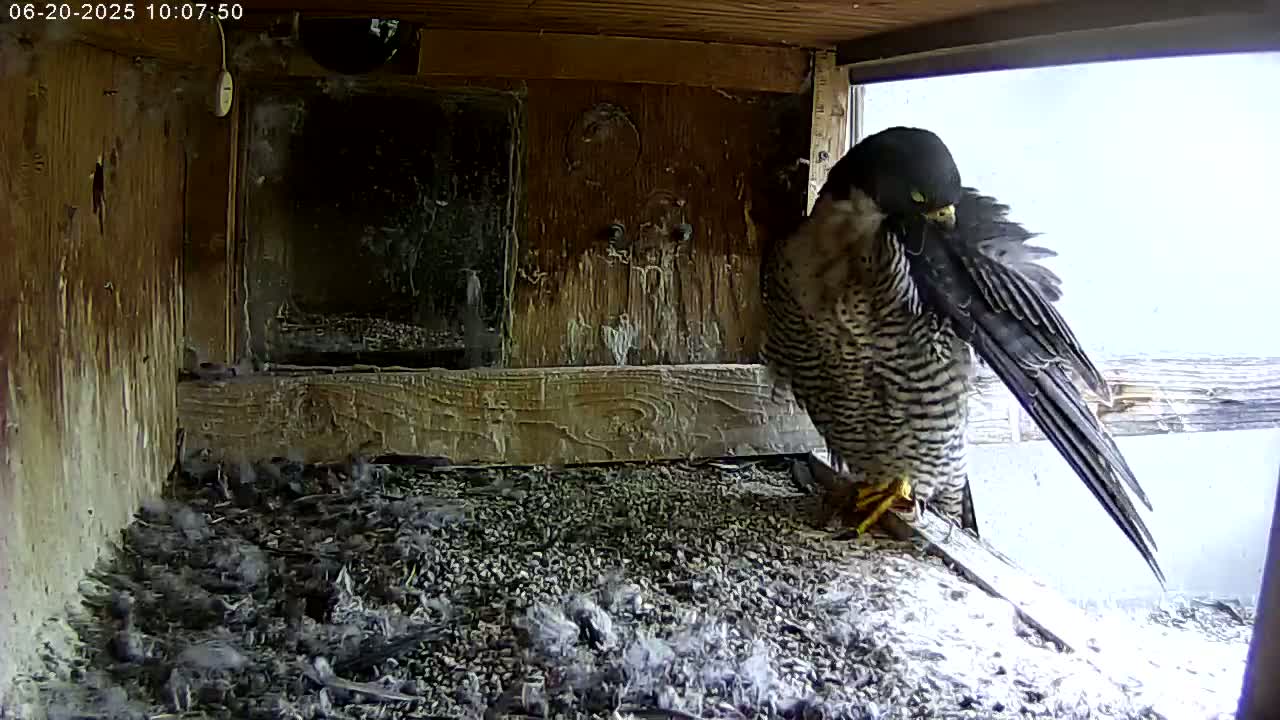A peregrine falcon preens its feathers inside a wooden box,  surrounded by a bed of small stones and the downy fluff of its young.