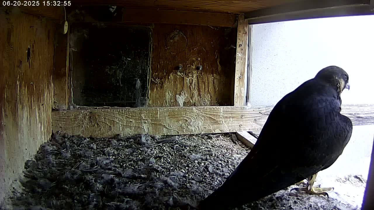 Manhester, NH, Falcon Life Live Cam - Manchester, Hillsborough, New Hampshire, USA