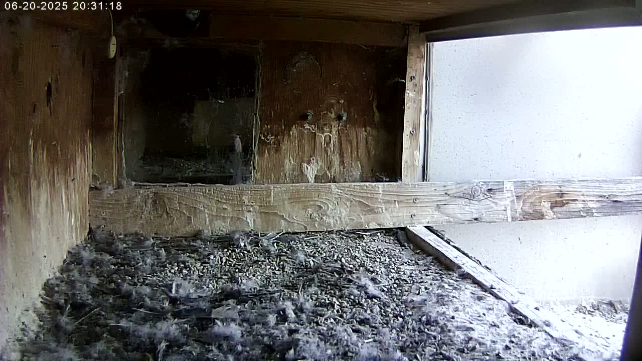 Manhester, NH, Falcon Life Live Cam - Manchester, Hillsborough, New Hampshire, USA