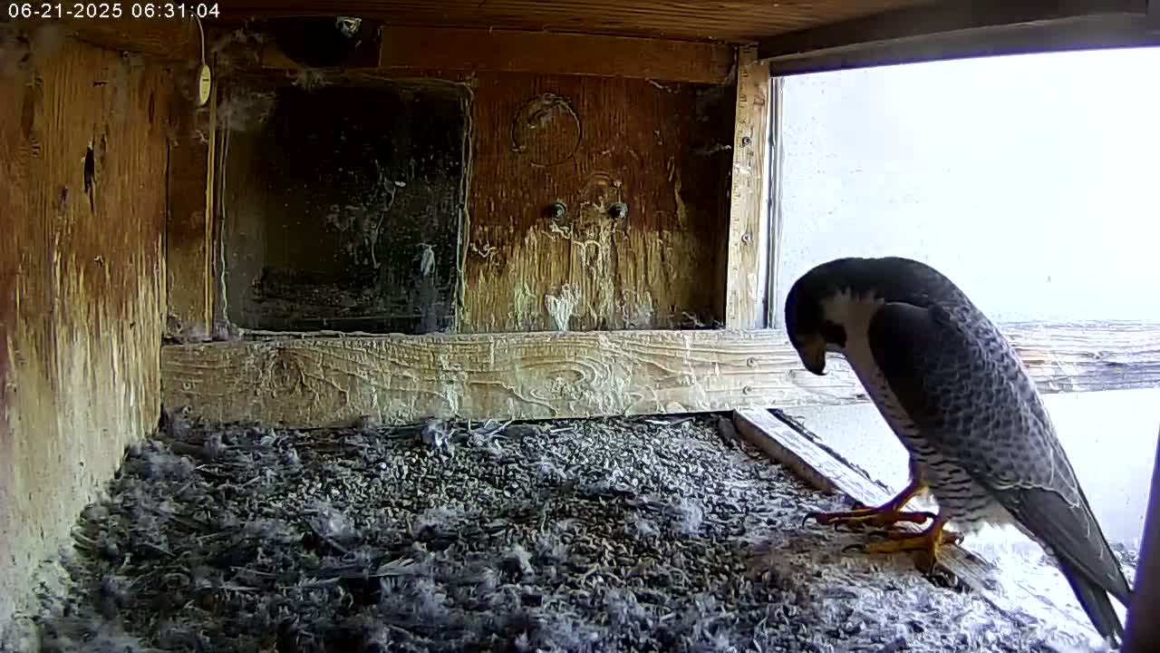 A peregrine falcon stands in a wooden box filled with debris, looking down.
