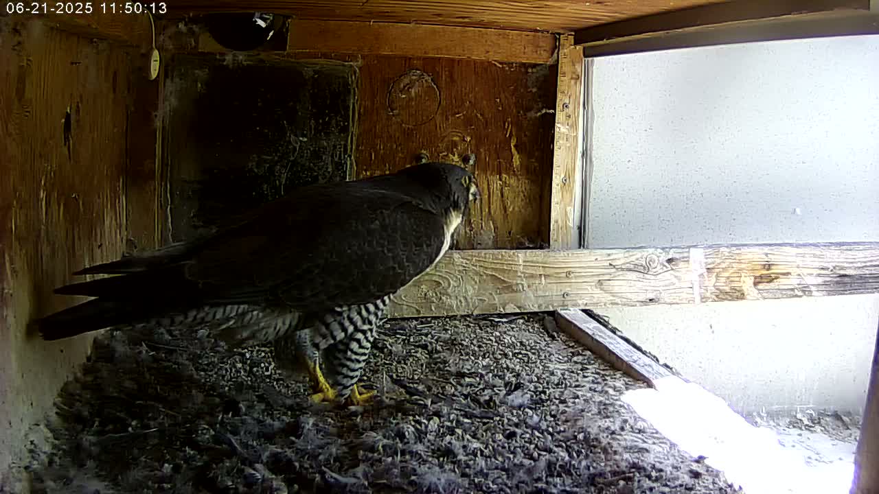 A peregrine falcon stands in a wooden nesting box with a bright, outdoor light source visible through a window.