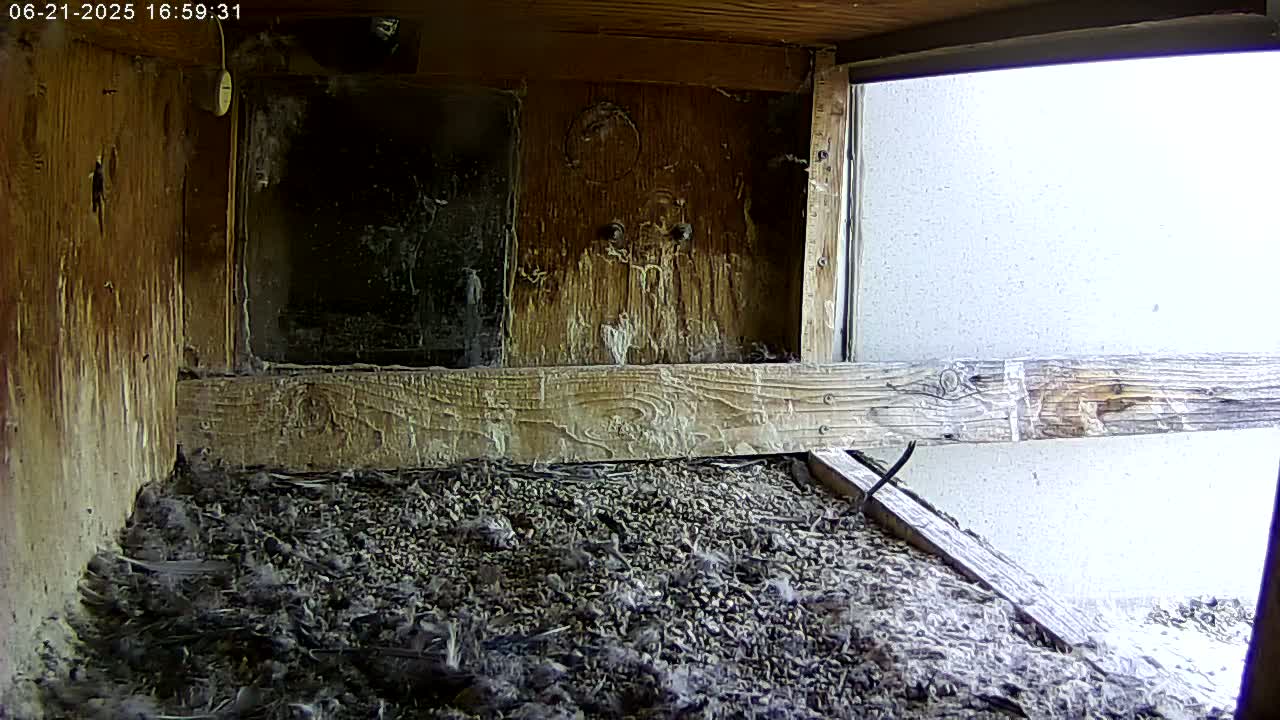 Manhester, NH, Falcon Life Live Cam - Manchester, Hillsborough, New Hampshire, USA