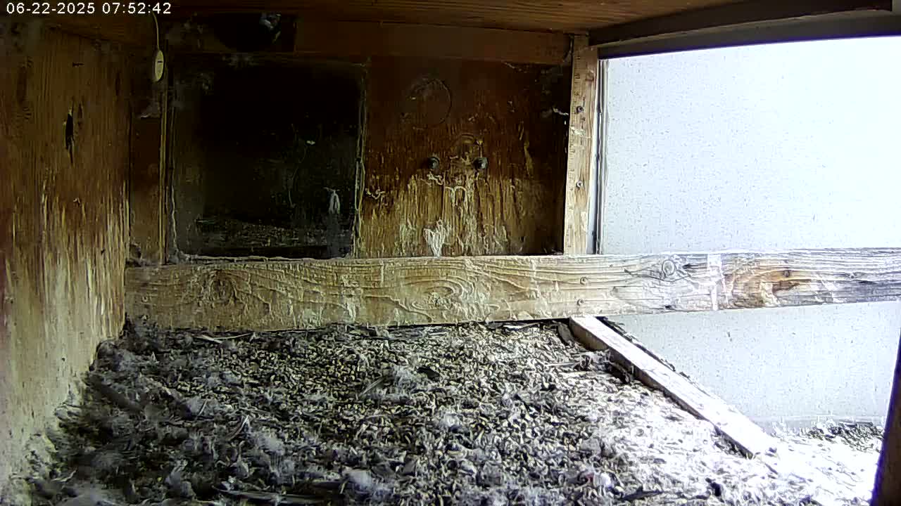 The interior of a weathered wooden birdhouse is covered in a thick layer of debris, with a brightly lit exterior visible through a gap.