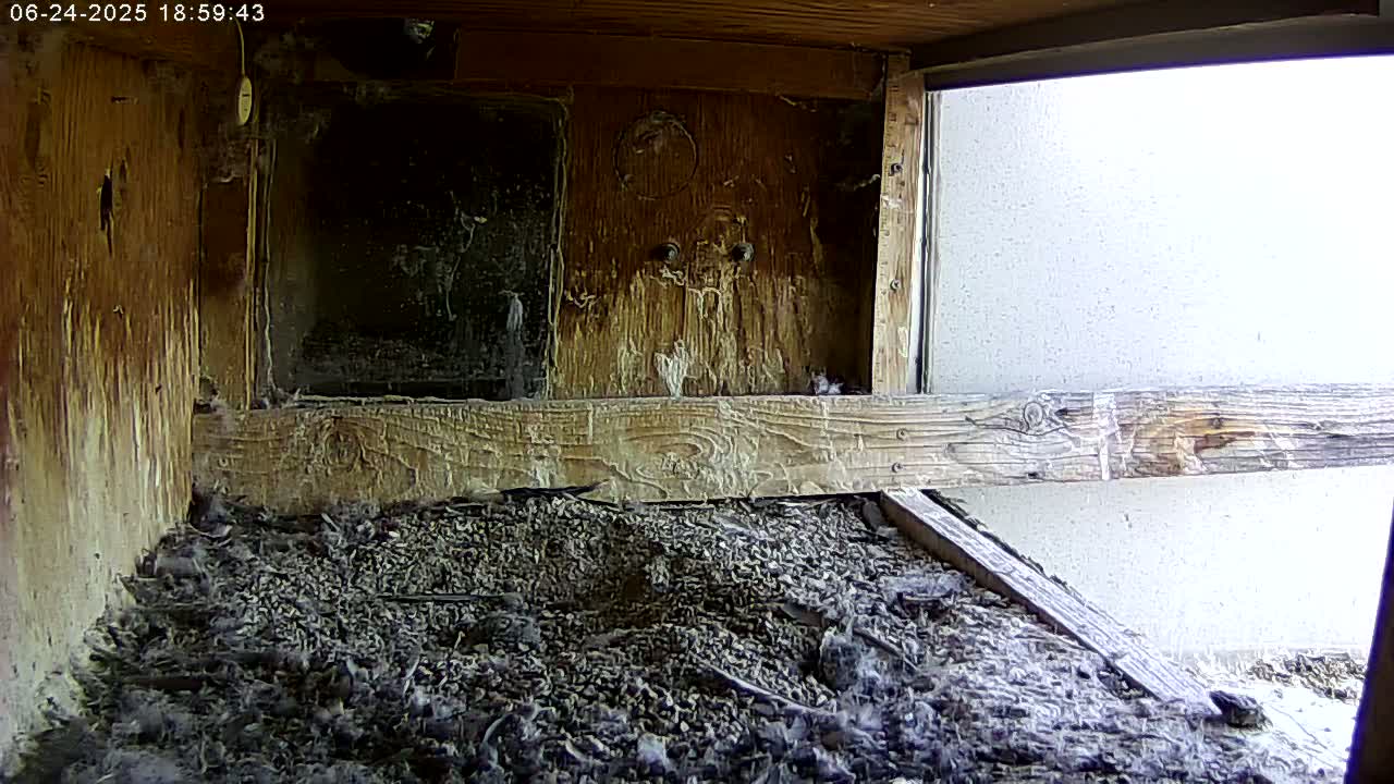 Manhester, NH, Falcon Life Live Cam - Manchester, Hillsborough, New Hampshire, USA