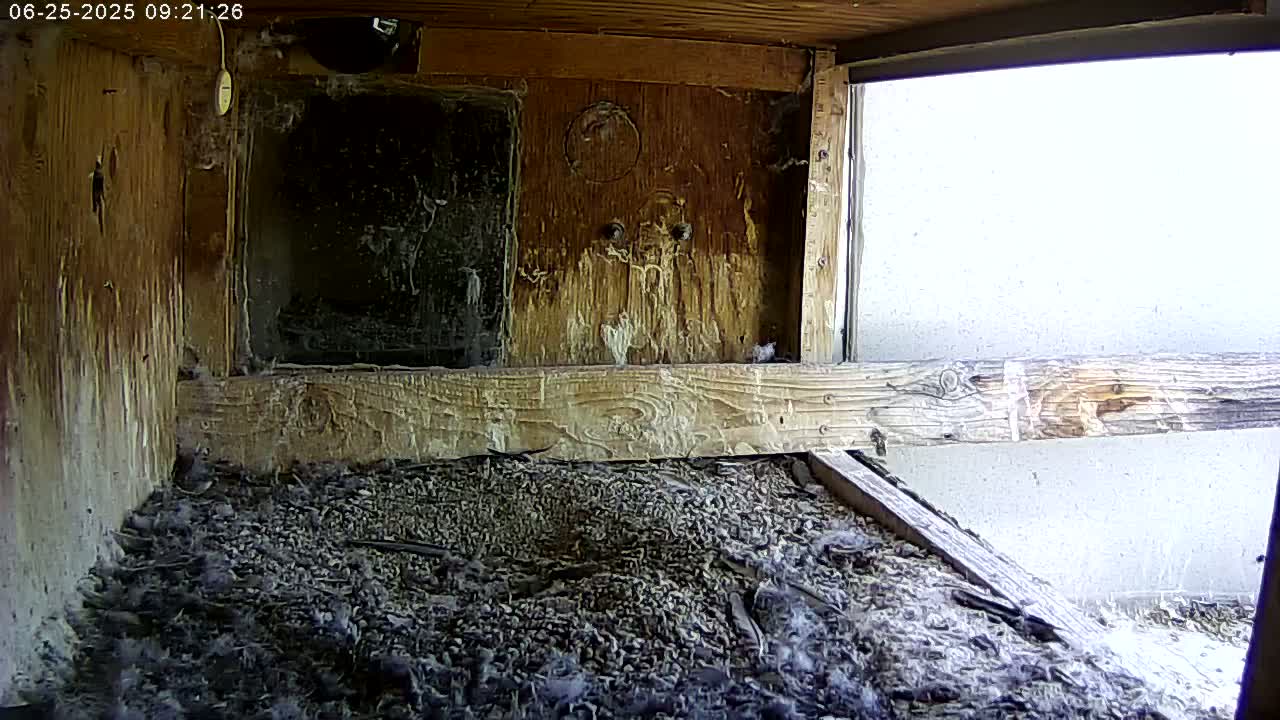 Manhester, NH, Falcon Life Live Cam - Manchester, Hillsborough, New Hampshire, USA