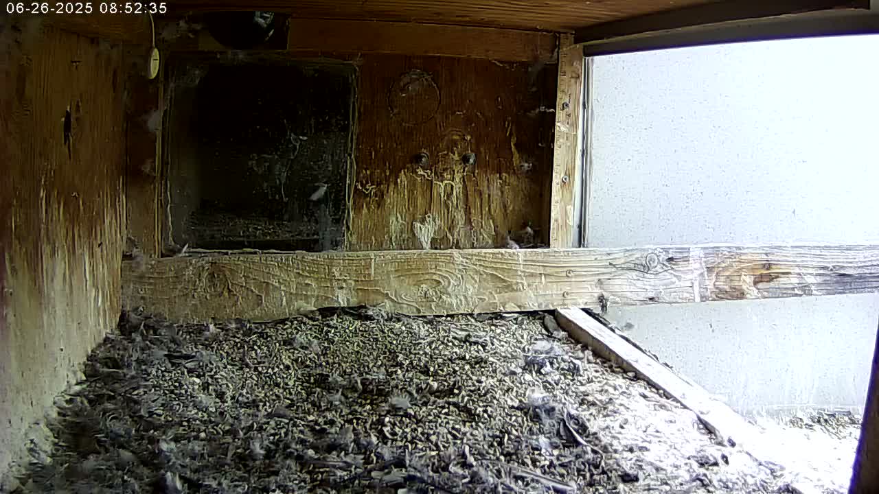 Manhester, NH, Falcon Life Live Cam - Manchester, Hillsborough, New Hampshire, USA