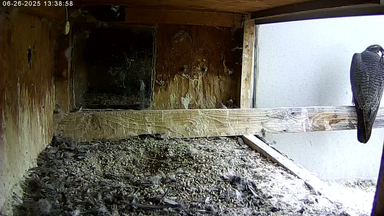 Manhester, NH, Falcon Life Live Cam - Manchester, Hillsborough, New Hampshire, USA