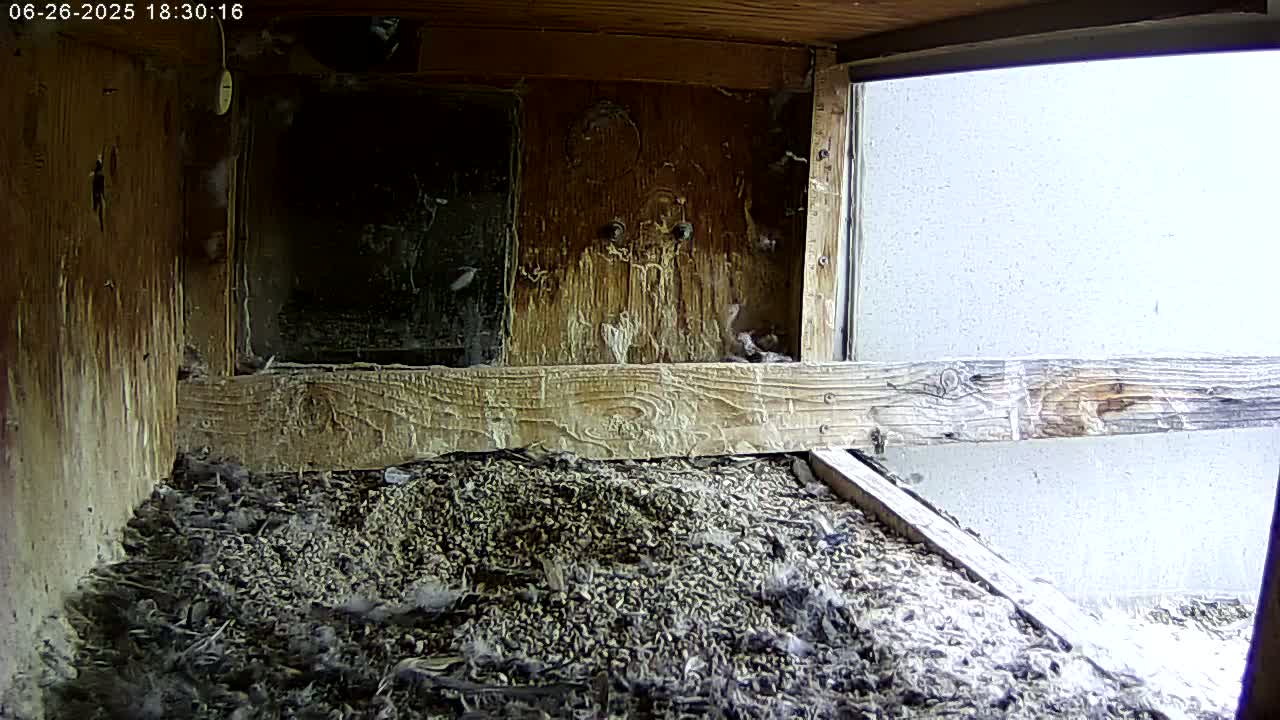 Manhester, NH, Falcon Life Live Cam - Manchester, Hillsborough, New Hampshire, USA
