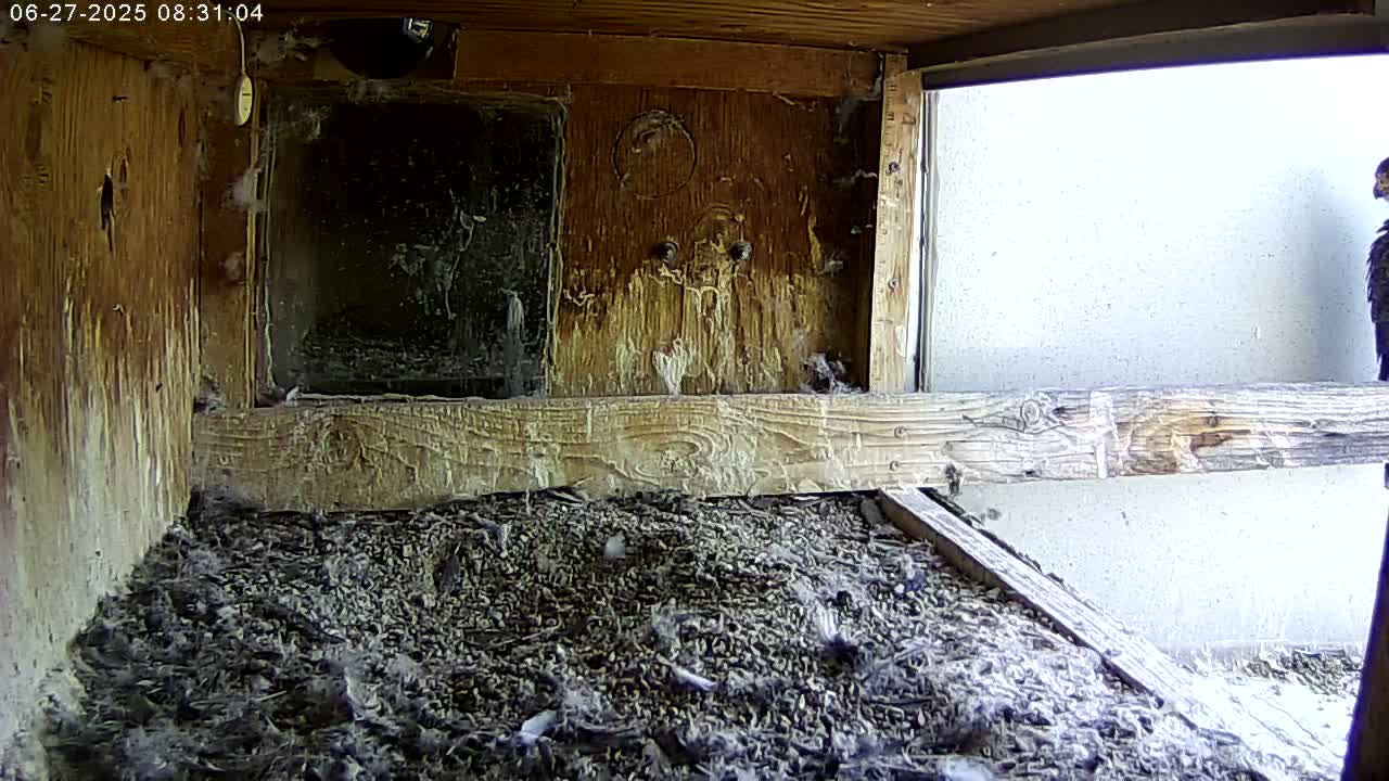 Manhester, NH, Falcon Life Live Cam - Manchester, Hillsborough, New Hampshire, USA
