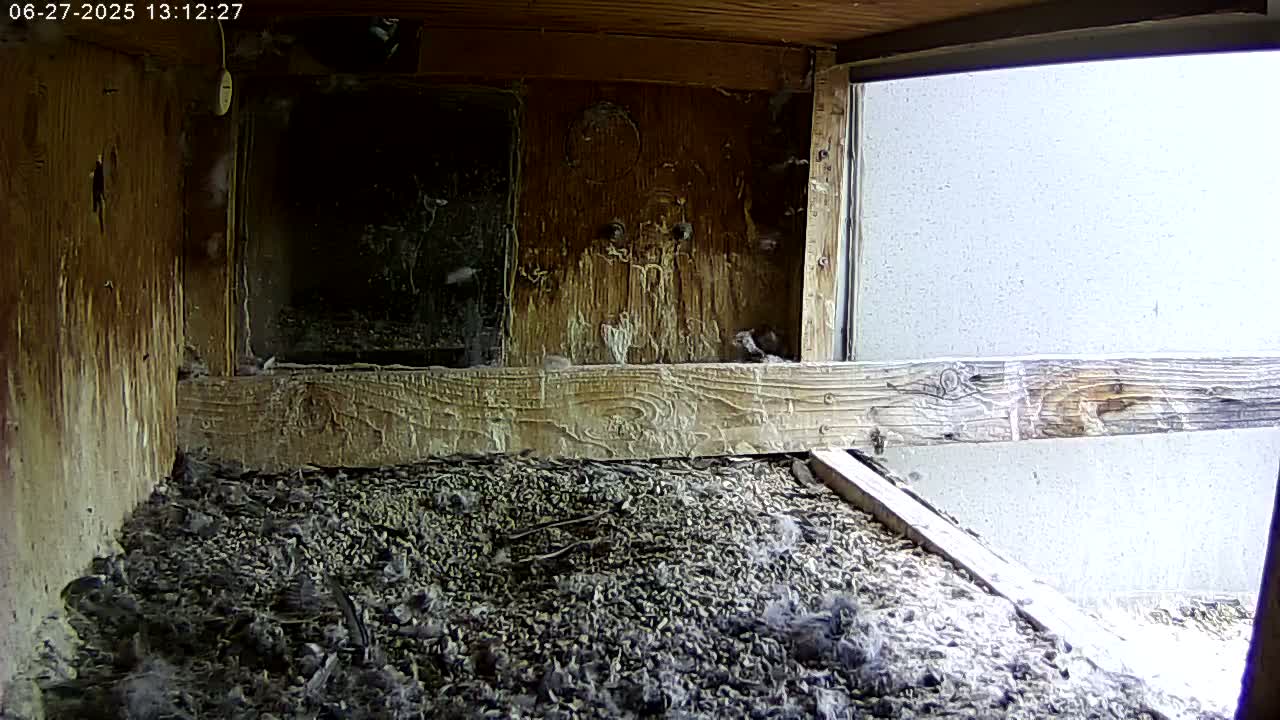 Manhester, NH, Falcon Life Live Cam - Manchester, Hillsborough, New Hampshire, USA