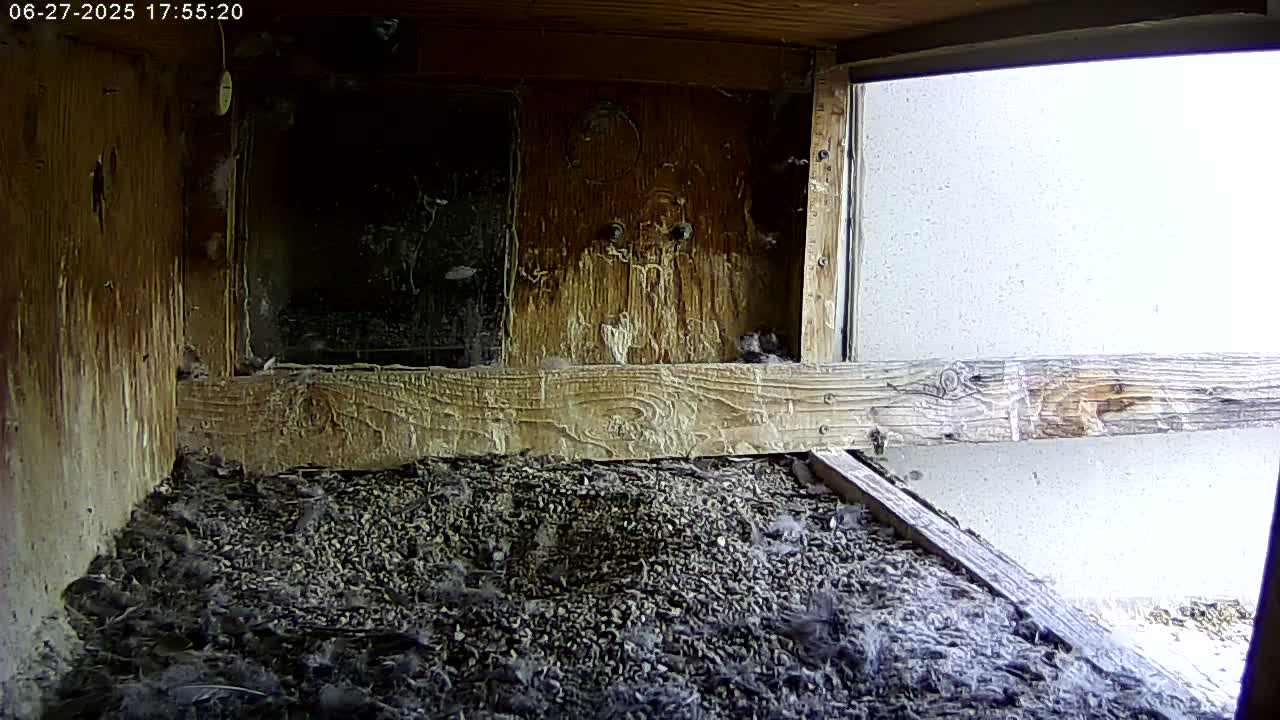 Manhester, NH, Falcon Life Live Cam - Manchester, Hillsborough, New Hampshire, USA