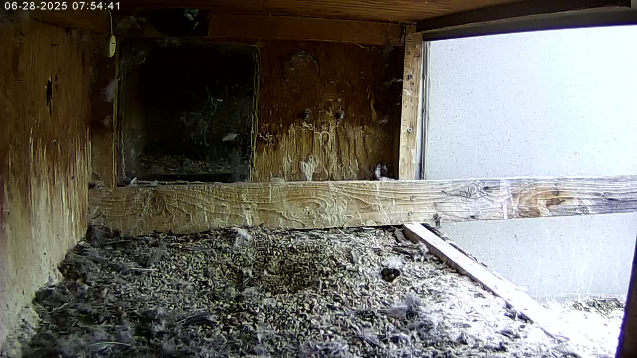 Manhester, NH, Falcon Life Live Cam - Manchester, Hillsborough, New Hampshire, USA
