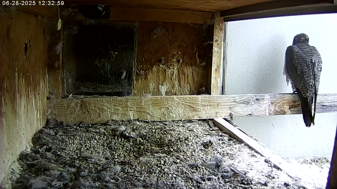 Manhester, NH, Falcon Life Live Cam - Manchester, Hillsborough, New Hampshire, USA