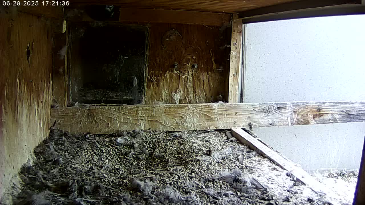 Manhester, NH, Falcon Life Live Cam - Manchester, Hillsborough, New Hampshire, USA