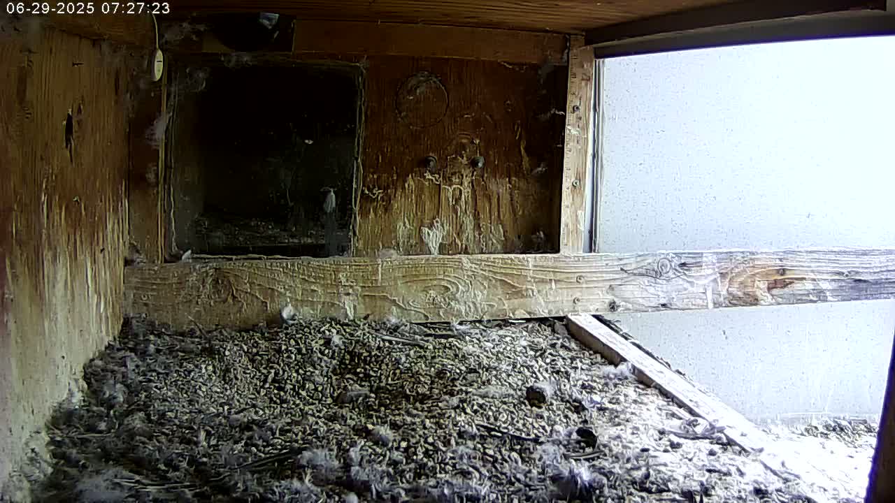 Manhester, NH, Falcon Life Live Cam - Manchester, Hillsborough, New Hampshire, USA