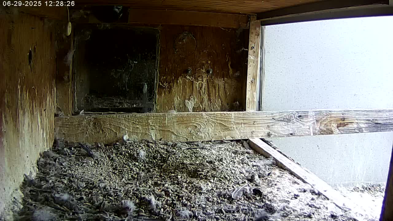 Manhester, NH, Falcon Life Live Cam - Manchester, Hillsborough, New Hampshire, USA