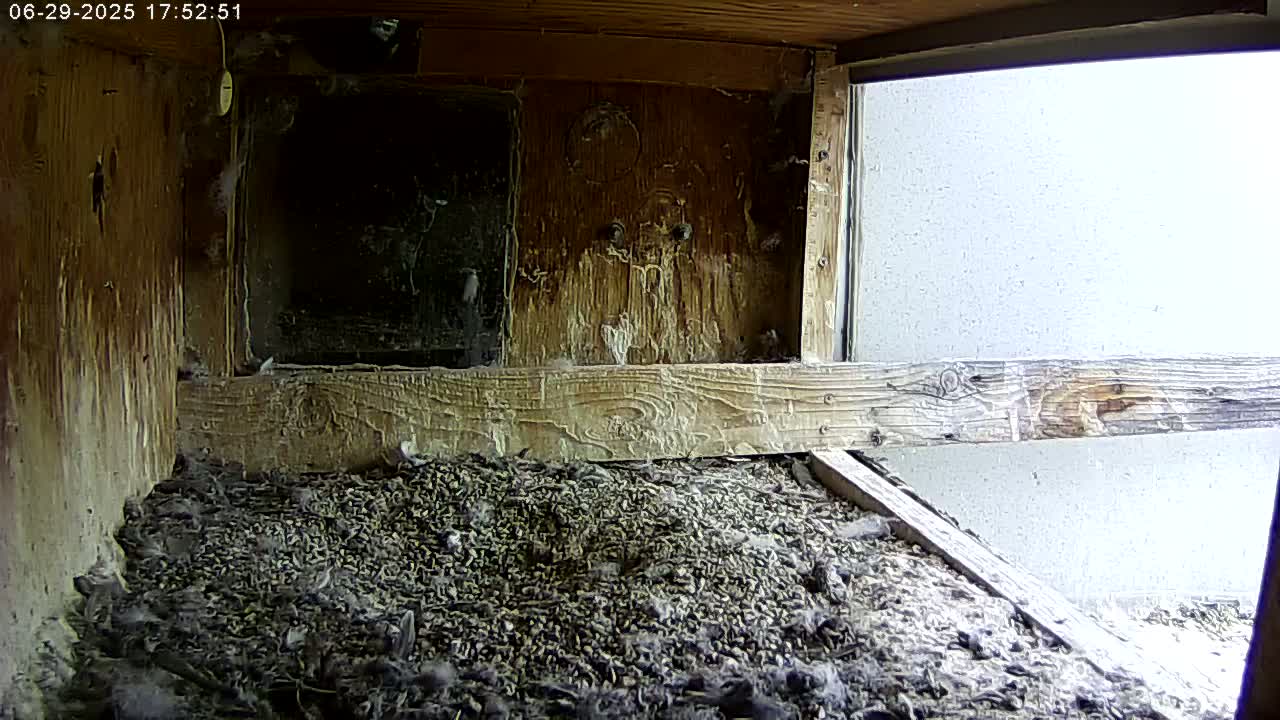 Manhester, NH, Falcon Life Live Cam - Manchester, Hillsborough, New Hampshire, USA