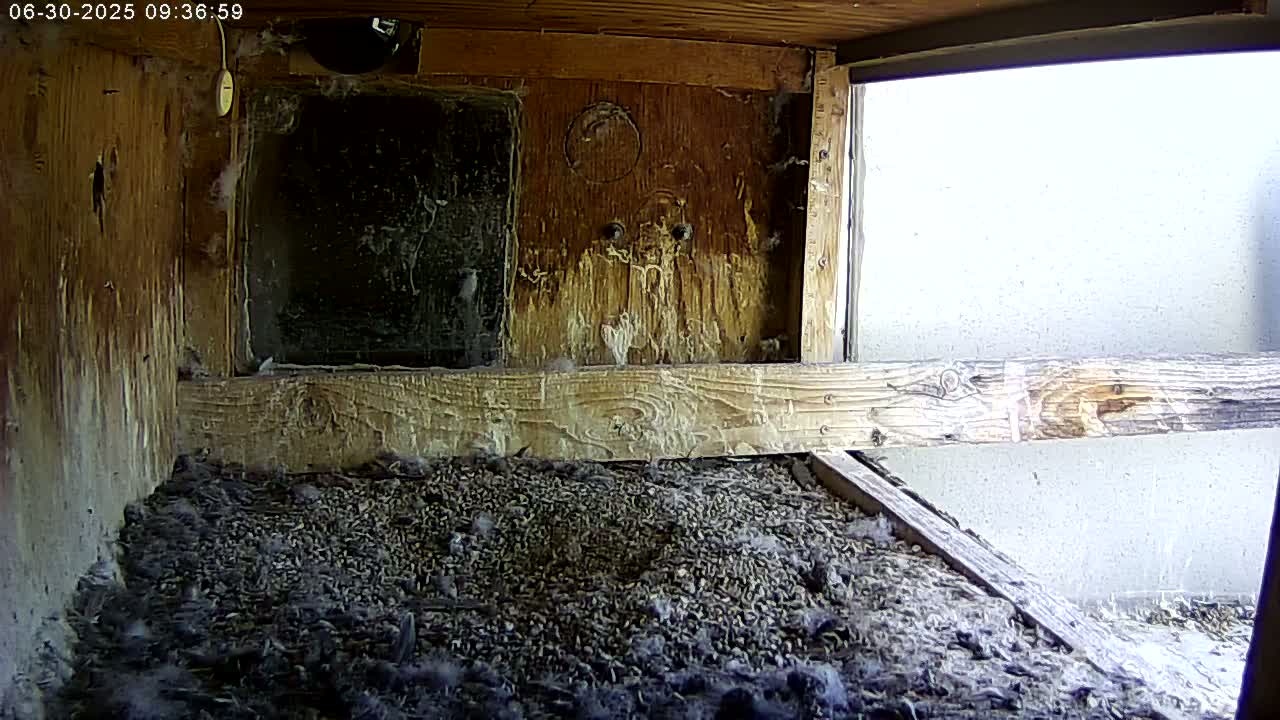 Manhester, NH, Falcon Life Live Cam - Manchester, Hillsborough, New Hampshire, USA